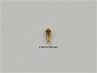 藏品(夜蛾科)的圖片